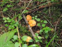 Falscher Pfifferling